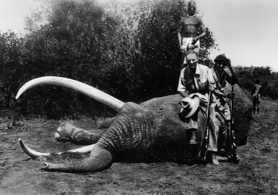 T. Colville kapitány hatalmas elefántbikájával