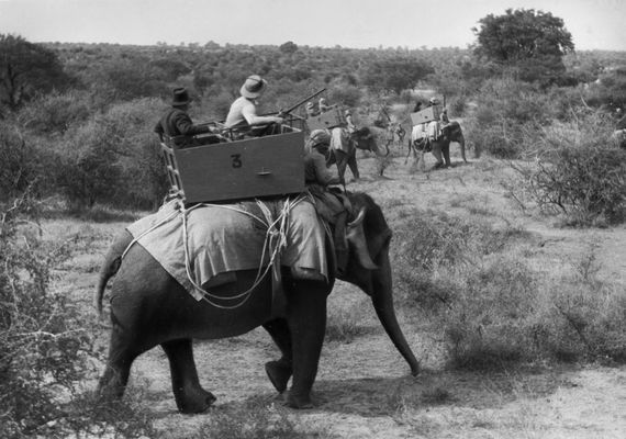 Foglyászás elefántháton
