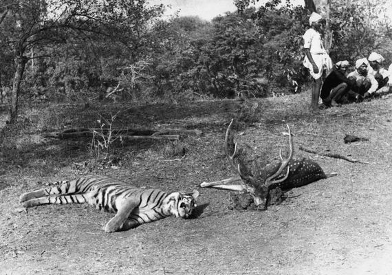 Az 1938. március 8-i hajtásban lőtt tigris és chital-bika