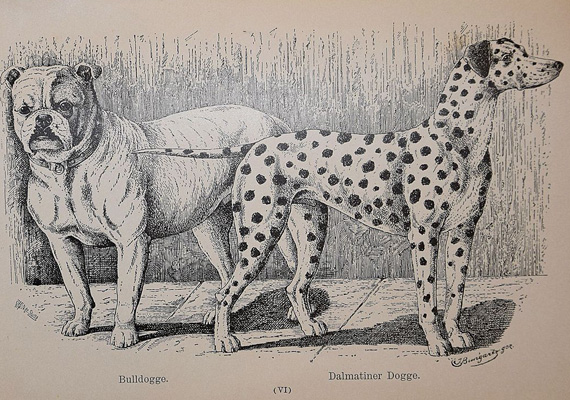 Jean Bungartz: Kynos : Handbuch zur Beurteilung der Racen-Reinheit des Hundes. Neff, Stuttgart, 1884.