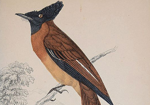 William Swainson: Ornithology. Vol. VIII. Birds of Western Africa. Lizards, Edinburgh, 1837. (The Naturalist's library)