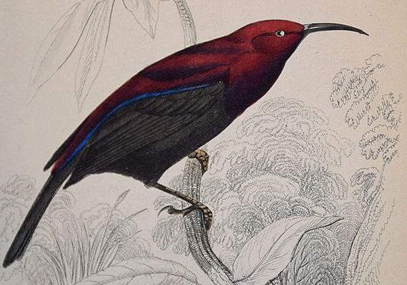 William Swainson: Ornithology. Vol. VIII. Birds of Western Africa. Lizards, Edinburgh, 1837. (The Naturalist's library)